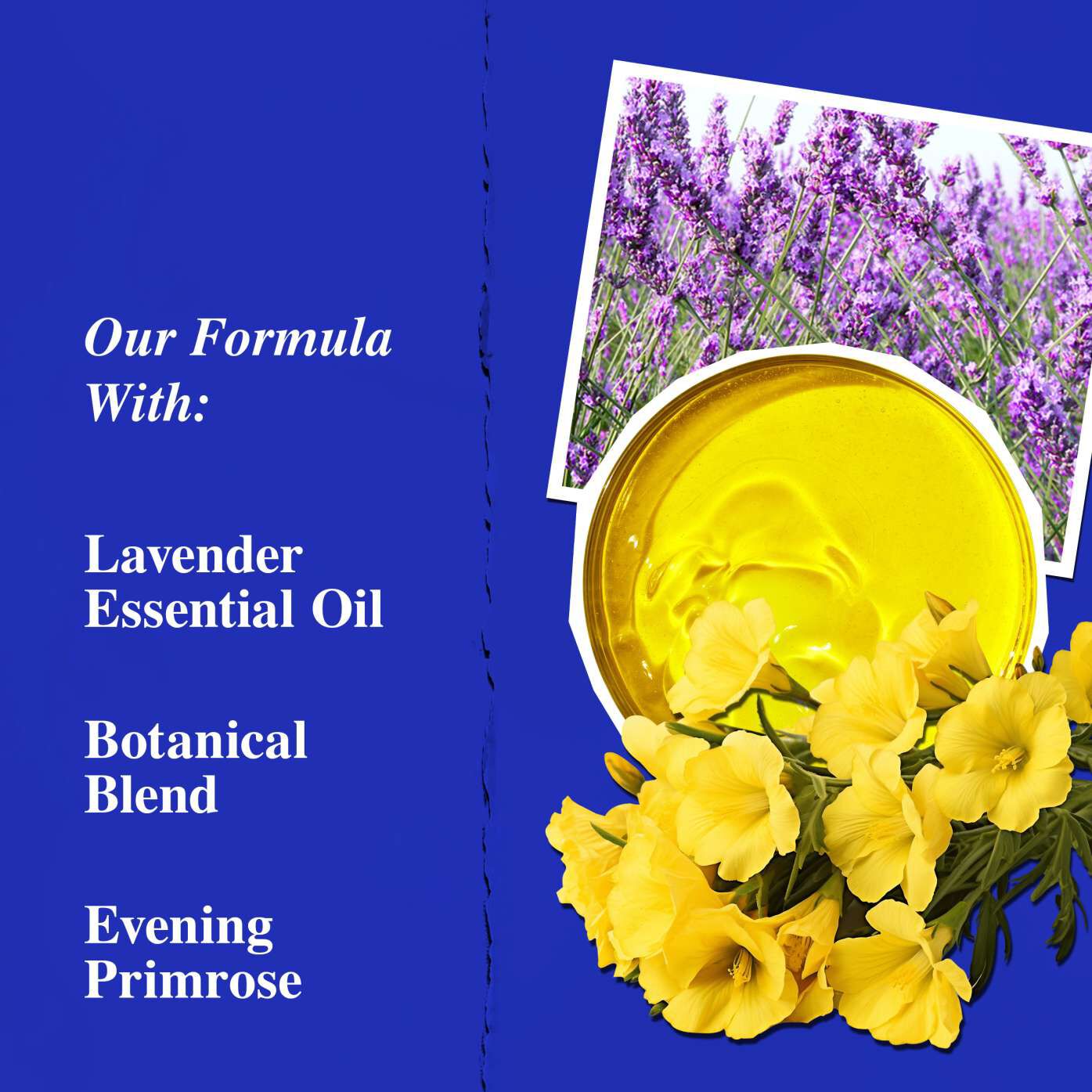 Key ingredients of Midnight Recovery Concentrate, highlighting Lavender Essential Oil, Evening Primrose Oil, and Squalane.