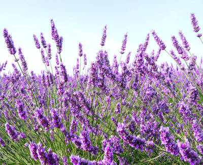 A vibrant field of blooming lavender flowers under a clear blue sky.
