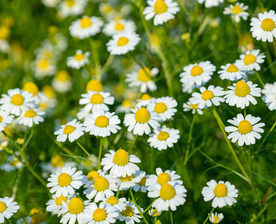 A close-up view of a field filled with blooming daisies, featuring white petals and bright yellow centers against a backdrop of green grass.