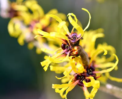 A close-up of vibrant yellow witch hazel flowers, featuring long, ribbon-like petals and dark center stamens, enhancing the natural beauty of the plant.