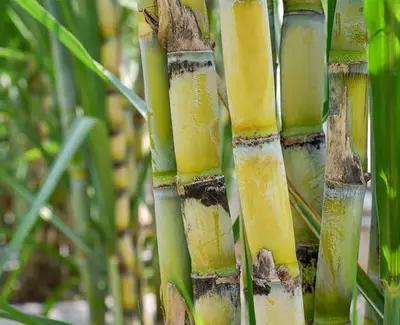 Close-up of green and yellow sugar cane stalks with lush green leaves in the background.