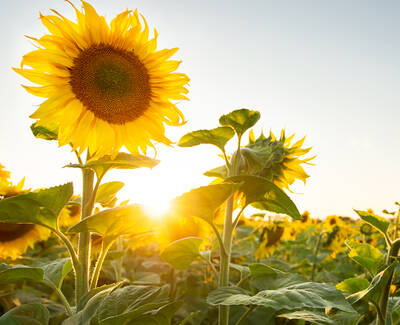 A vibrant sunflower stands tall against a golden sunrise, surrounded by a field of sunflowers in full bloom.