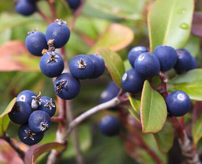 A close-up view of blue berries growing on a plant, surrounded by green and reddish leaves.
