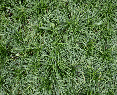 A dense area of lush green grass with long blades, creating a textured, natural ground cover.