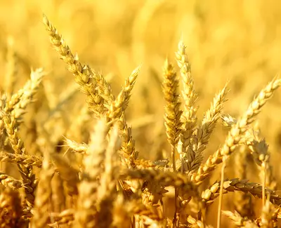 Close-up of golden wheat stalks swaying gently in the sunlight, creating a warm, vibrant field of grain.