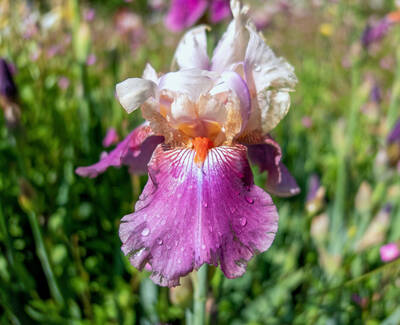 A close-up of a vibrant purple and white iris flower with raindrops on its petals, set against a blurred background of green foliage and other flowers.