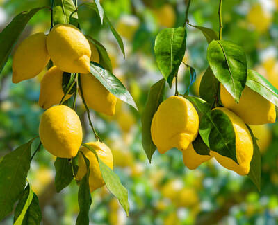 Bright yellow lemons hanging from green leaves on branches, with a blurred background of more foliage.
