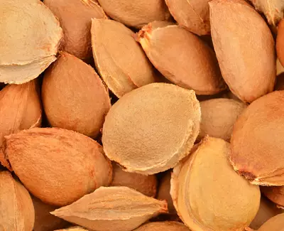 A close-up of a pile of peach pits with a textured, light brown surface.
