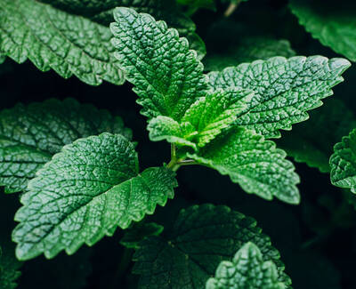 Close-up of vibrant green leaves with a textured surface, surrounded by additional leafy foliage.