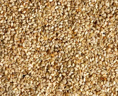 A close-up view of a large quantity of beige sesame seeds scattered evenly across a surface.