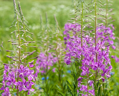 A field of bright pink fireweed flowers growing tall among green grass and other foliage.