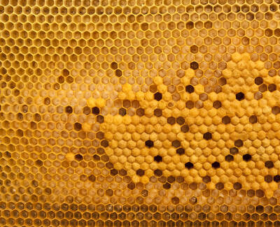 Close-up of a honeycomb structure, featuring hexagonal cells filled with golden honey and a few empty or partially filled cells.