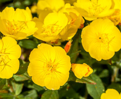 A close-up of vibrant yellow flowers with a few buds, surrounded by lush green leaves.