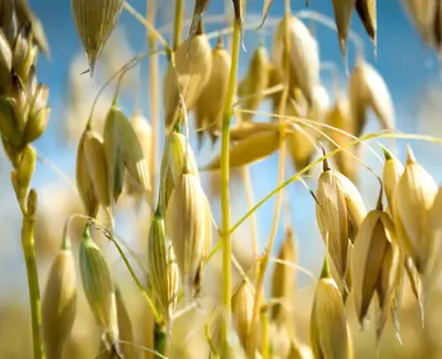 Close-up of golden oat grains hanging from tall green stalks against a blue sky background.
