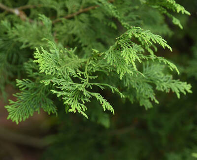 Close-up of vibrant green foliage from a coniferous tree, showcasing delicate, feathery leaves in a natural setting.