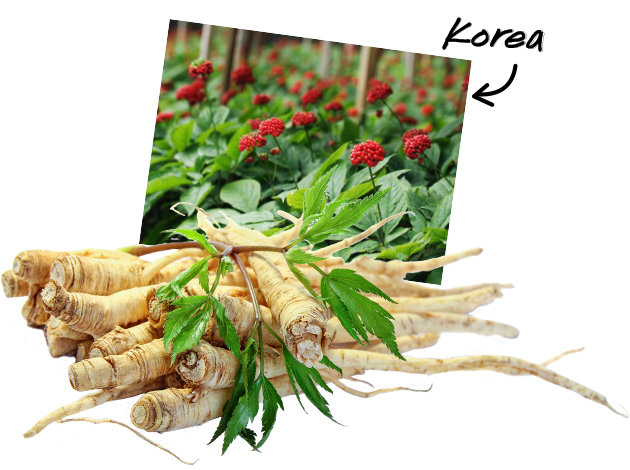 Red Ginseng Root