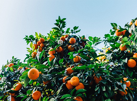 Vitamin C Benefits